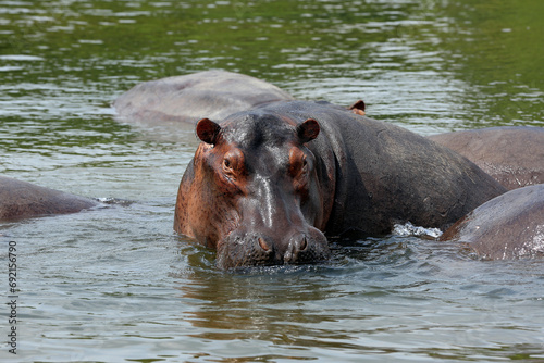 Hippopotamus (Hippopotamus Amphibius) in a Lake, Looking into the Camera. Murchison Falls National Park, Uganda