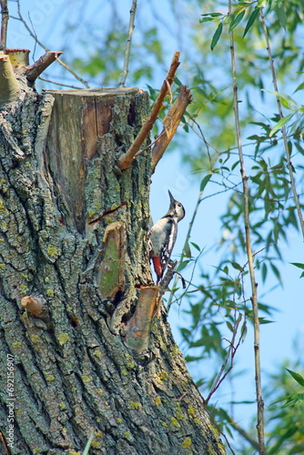 Woodpecker on a tree