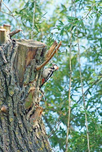 
woodpecker