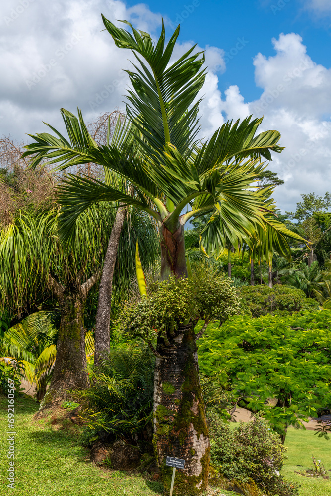Obraz premium A beautiful Bottle Palm with lots of green fruit on it scientific names Palmiste gargoulette or Hyophorbe lagenicaulis in Kauai, Hawaii, United States. 