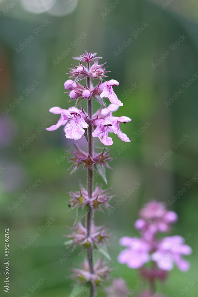 Marsh Woundwort, Stachys palustris, also known as Clown’s woundwort or Marsh hedgenettle, wild flowering plant from Finland Marsh Woundwort, Stachys palustris, also known as Clown’s woundwort or Marsh hedgenettle, wild flowering plant from Finland