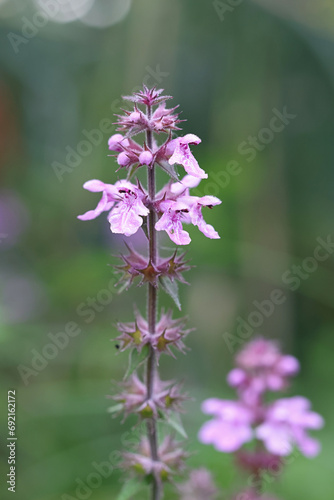 Marsh Woundwort, Stachys palustris, also known as Clown’s woundwort or Marsh hedgenettle, wild flowering plant from Finland