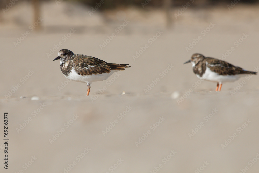 Dos Calidris alpina, correlimos con bokeh pronunciado durante ventisca en la arena de la playa el Carabassi de Arenales del Sol, España Dos Calidris alpina, correlimos con bokeh pronunciado durante ventisca en la arena de la playa el Carabassi de Arenales del Sol, España