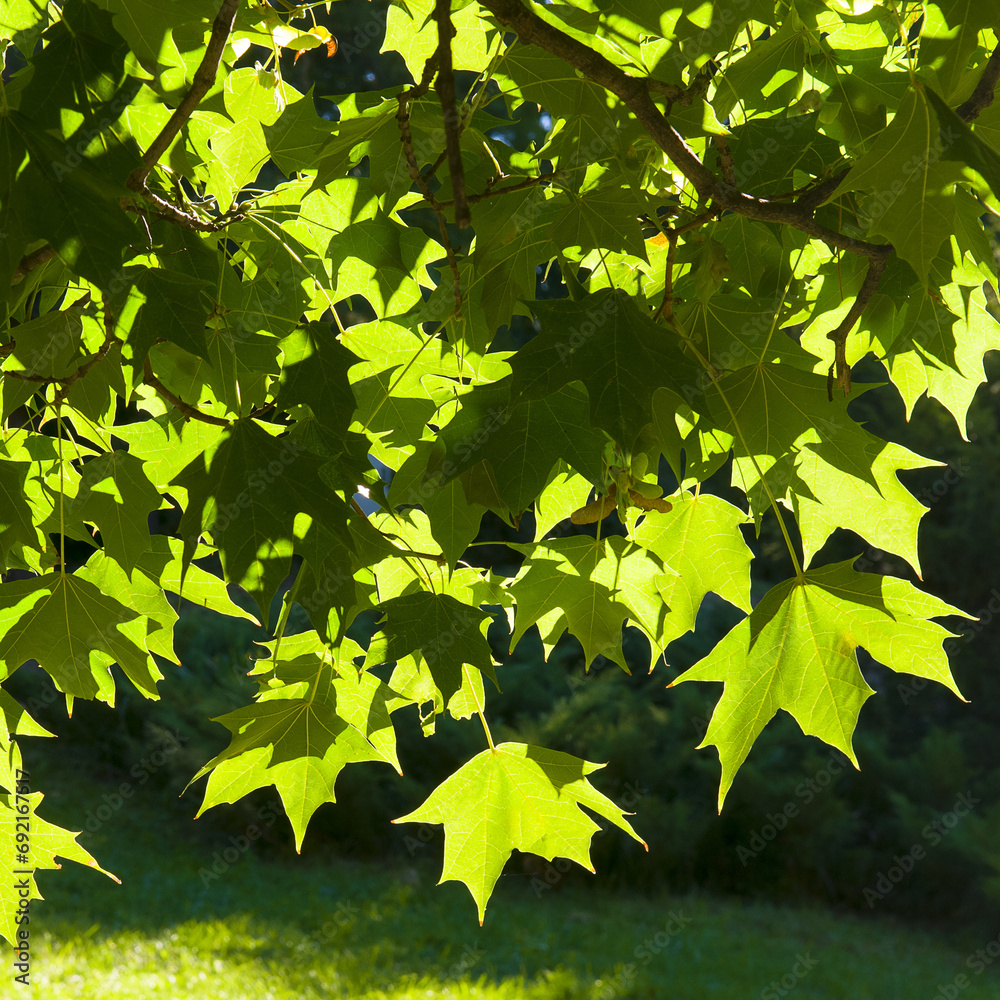 Bright green maple leaves on a background of sky. Bright green maple leaves on a background of sky.