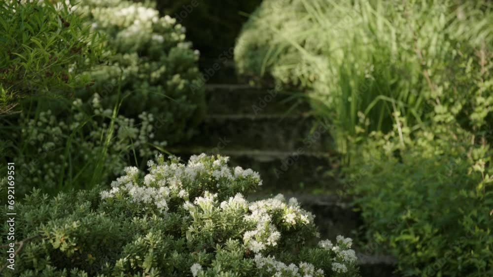 Close Up of blooming bush at steps leading through a natural garden Close Up of blooming bush at steps leading through a natural garden