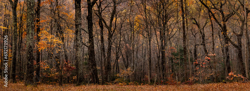 Deciduous forest in Blue Ridge Mountain region in Virginia in autumn. photo