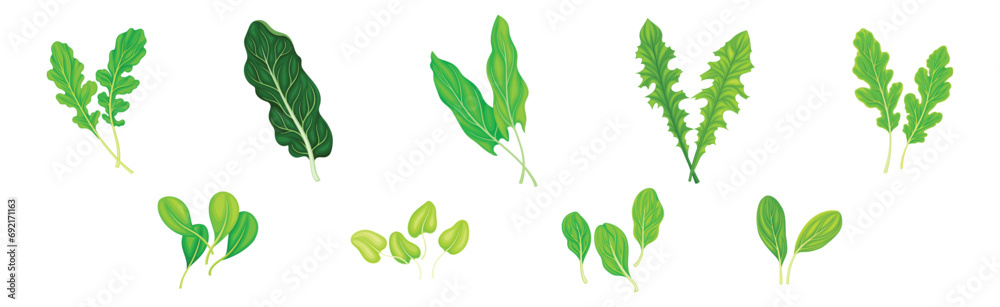 Leaf Vegetables or Salad Greens as Edible Plant Vector Set Leaf Vegetables or Salad Greens as Edible Plant Vector Set