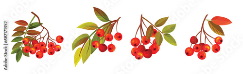 Autumn Rowan Berry Branch with Clusters and Leaves Vector Set