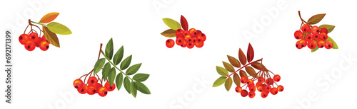 Autumn Rowan Berry Branch with Clusters and Leaves Vector Set