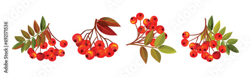 Autumn Rowan Berry Branch with Clusters and Leaves Vector Set