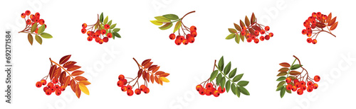 Autumn Rowan Berry Branch with Clusters and Leaves Vector Set photo