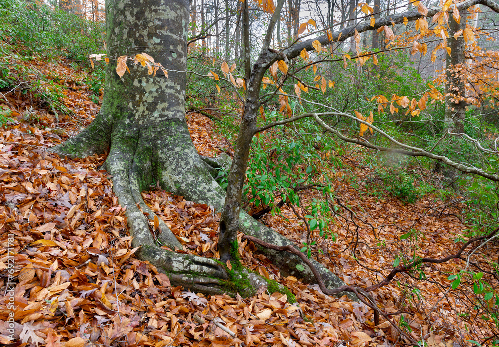 Φωτογραφία Large American beech trees (Fagus grandifolia) and evergreen mountain laurel (Kalmia latifolia) shrubs in forest at Ivy Creek Natural Area near Charlottesville, Virginia in early December