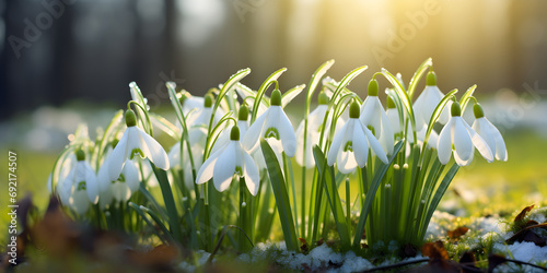 White snowdrop flowers growing in spring season, blurry forest background with sunlights