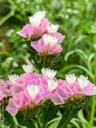 pink flowers