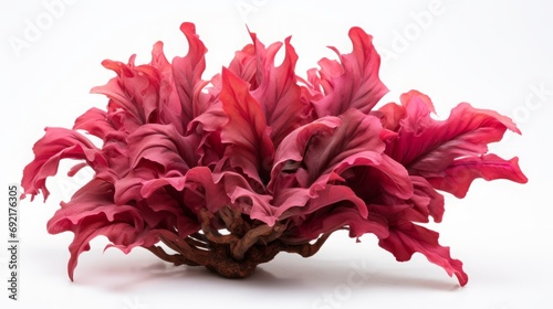 Red seaweed on white background.