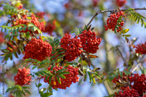 Sorbus aucuparia moutain-ash rowan tree branches with green leaves and red pomes berries on branches photo
