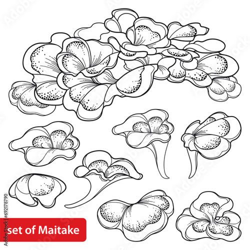 Set with outline Maitake or Grifola frondosa or ram's head mushroom in black isolated on white background.