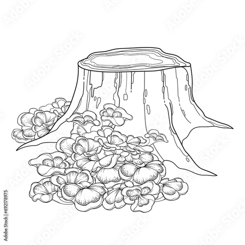 Bunch of outline Maitake or Grifola frondosa or ram's head mushroom near an stump isolated on white background