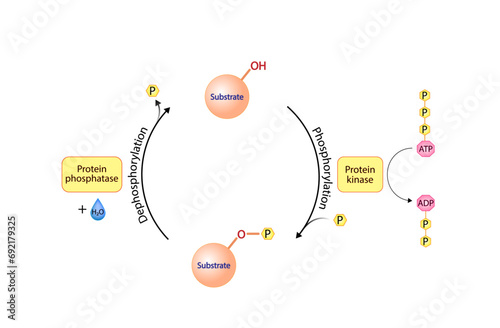 Phosphorylation and Dephosphorylation. Protein kinase, an enzyme that transfer phosphate from ATP to a protein. Phosphatase, an enzyme that removes a phosphate group from the phosphorylated protein.