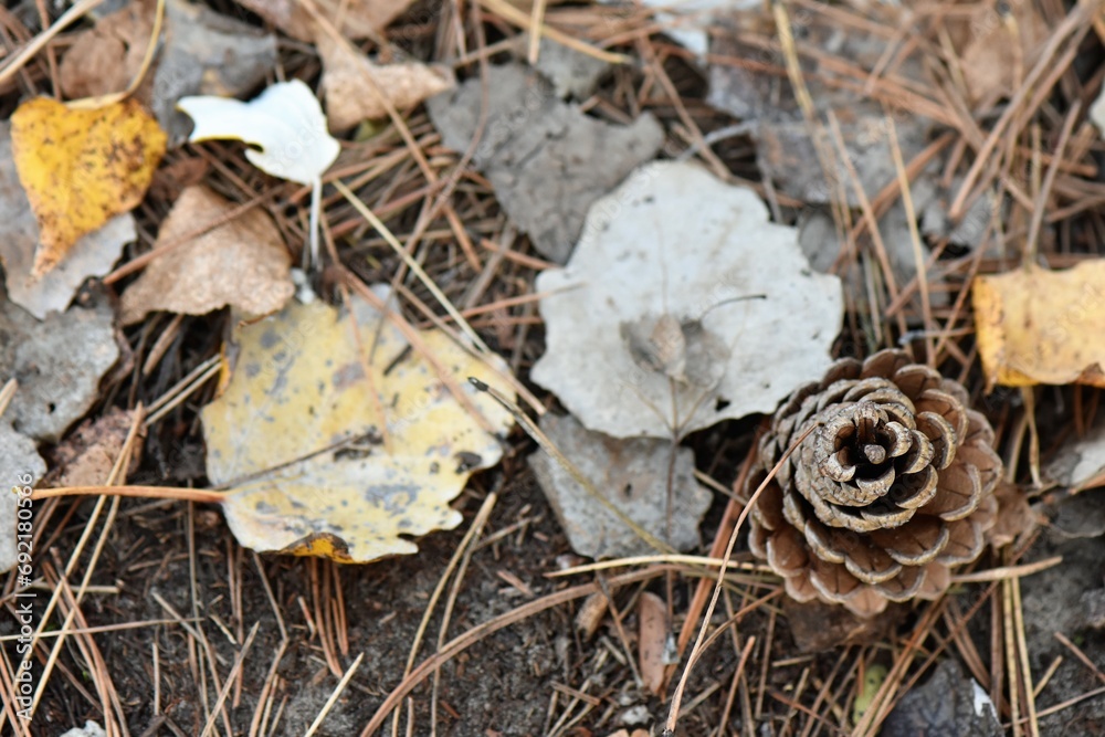 pine cone on the ground in autumn pine cone on the ground in autumn