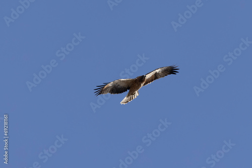 Booted Eagle Hieraaetus pennatus flying in the sky of Southern France