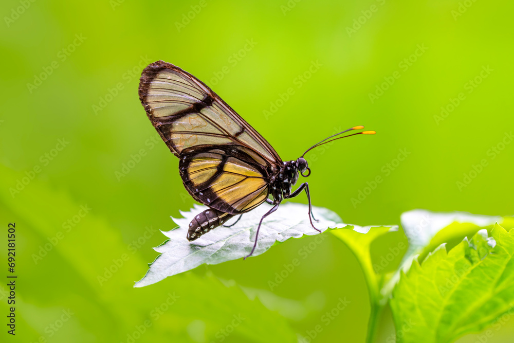 Closeup beautiful glasswing Butterfly (Greta oto) in a summer garden. Closeup beautiful glasswing Butterfly (Greta oto) in a summer garden.