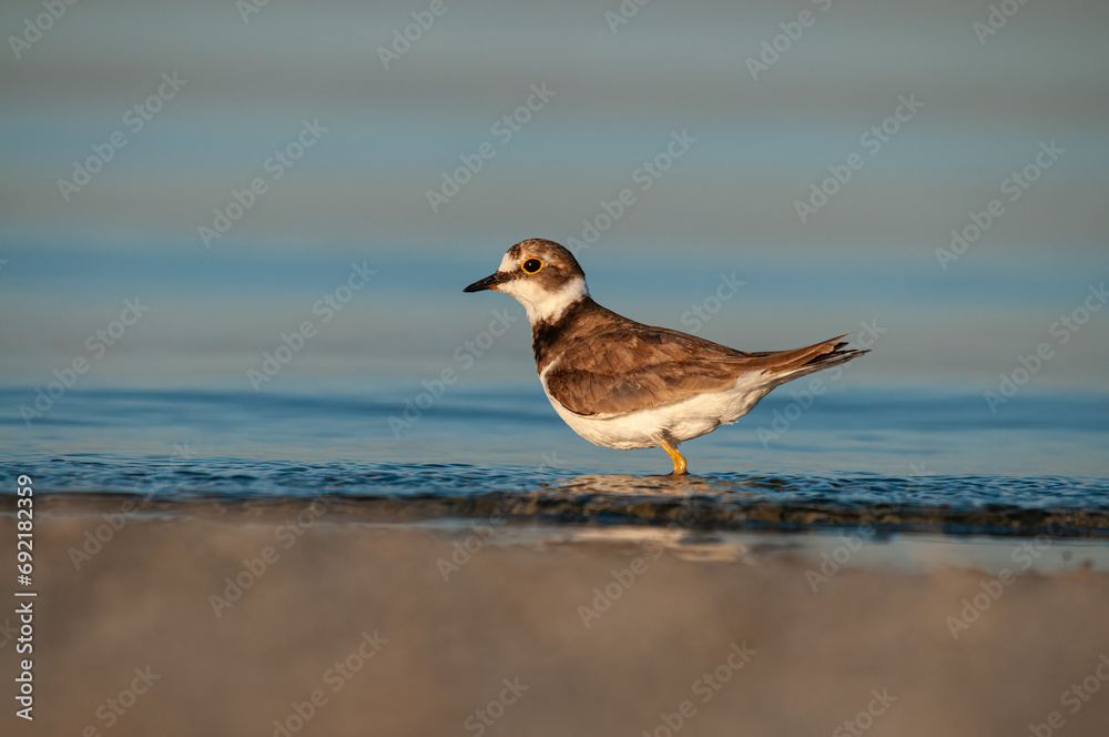 Little Ringed Plover (Charadrius dubius) foraging by the lake. Little Ringed Plover (Charadrius dubius) foraging by the lake.