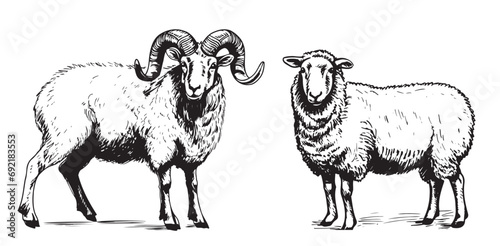 Sheep and ram breeding sketch hand drawn in doodle style illustration Cartoon photo