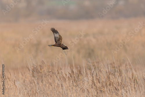 Marsh Harrier Circus aeruginosus in flight over reedbed
