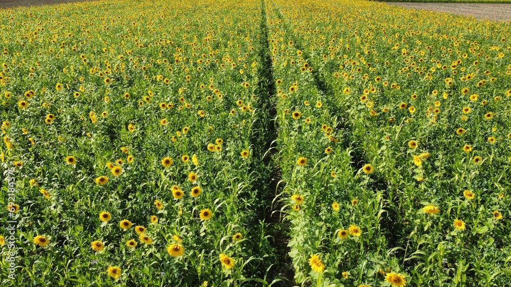 Obraz premium Yellow sunflower field arial drone view photo from above.