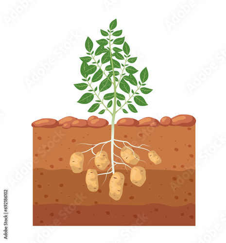 Potatoes in the garden bed. Potato tuber growing in the ground. Vector illustration.