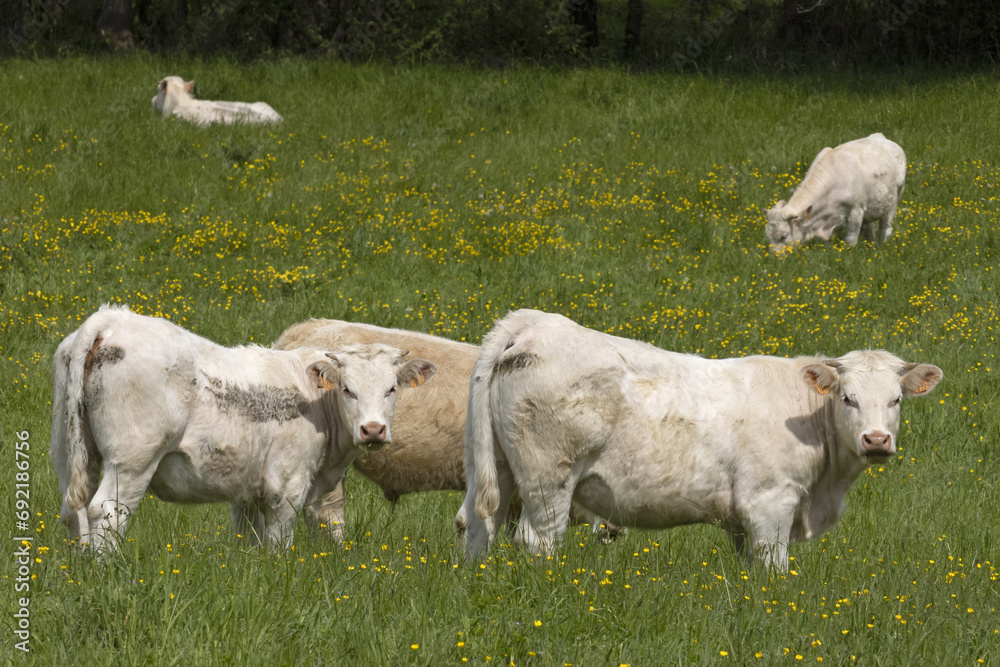 Fototapeta premium Jeunes bœufs charolais au pâturage 
