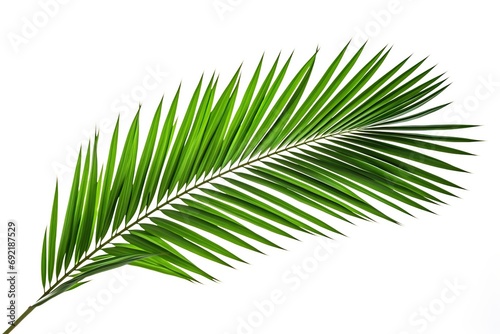 Green palm leafs on white background