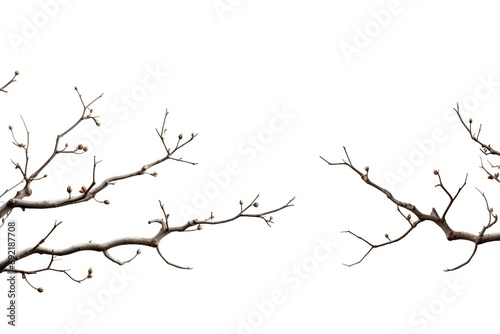 Tree branch on white background