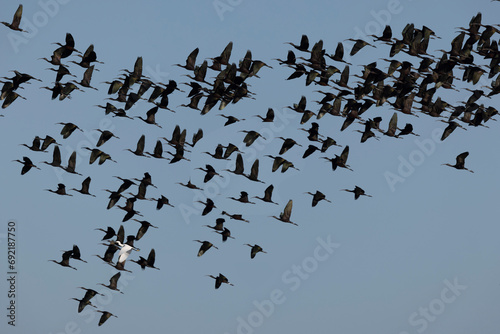 Glossy ibis Plegadis falcinellus in flight or wading photo