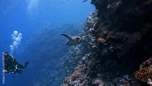 A female SCUBA Diver swims with a Green Turtle next to a coral reef