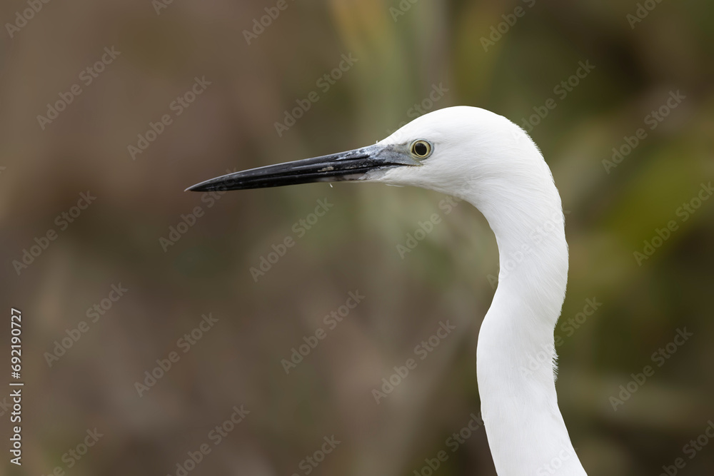 Little Egret Egretta garzetta in close view Little Egret Egretta garzetta in close view