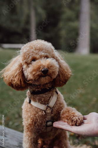 Best friend concept. Cute toy poodle giving paw to a woman. Training domestic animals.Vertical banner