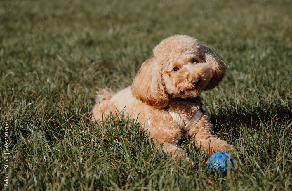 Adorable apricot toy poodle sitting on the grass with rubber toy ball near. Training,playing with animals,caring for pets concept.Banner with place for text Adorable apricot toy poodle sitting on the grass with rubber toy ball near. Training,playing with animals,caring for pets concept.Banner with place for text