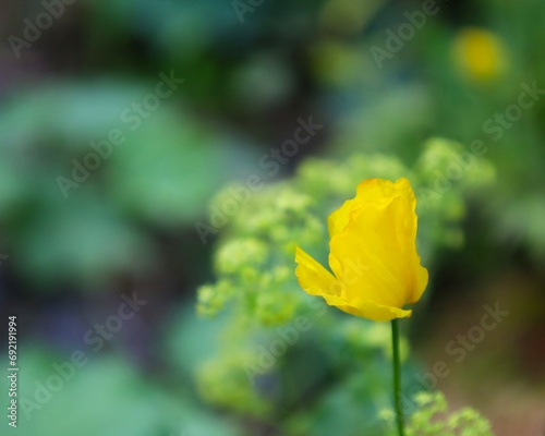 Yellow poppies, Papaver cambricum photo