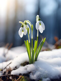 Close up of spring snowdrop flower growing in the snow, blurry light  background 