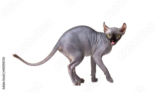 Sphynx cat stands and licks its lips on a white background, food advertising