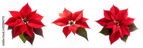 poinsettia set - Euphorbia pulcherrima - red flower Christmas plant - isolated transparent PNG background photo