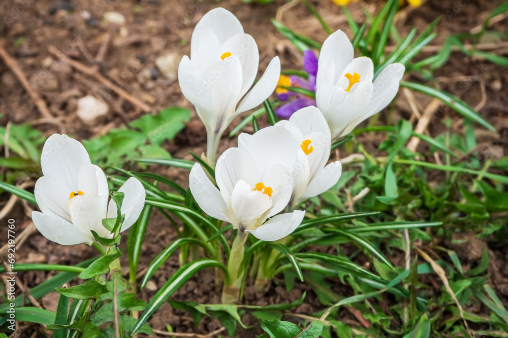 white crocus flowers grow in spring flower garden white crocus flowers grow in spring flower garden