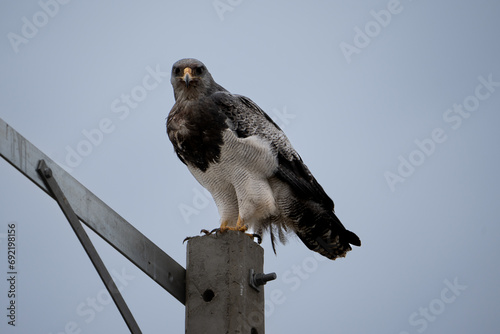 eagle standing on an electrical pole