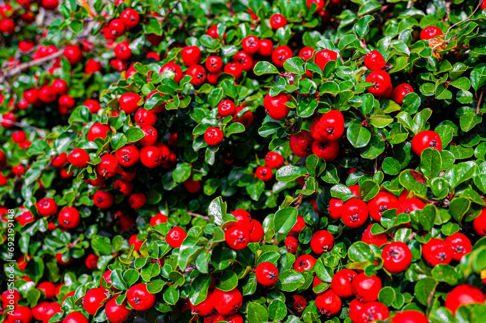 autumn background with green leaves. red berries. Cotoneaster bush
