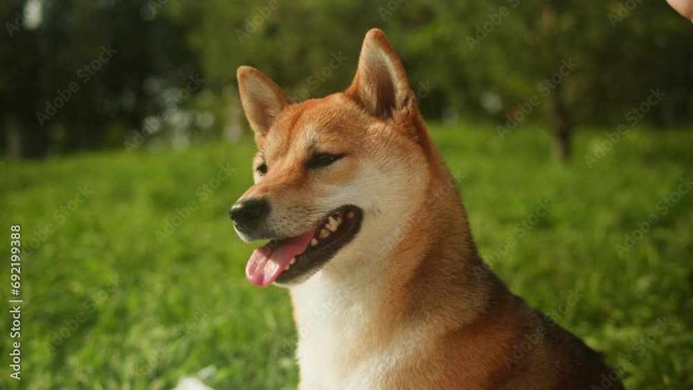 Close-up of shiba inu dog in the park on sunny day. Lovely pet sitting on the grass. Portrait of a japanese dog. Close-up of shiba inu dog in the park on sunny day. Lovely pet sitting on the grass. Portrait of a japanese dog.
