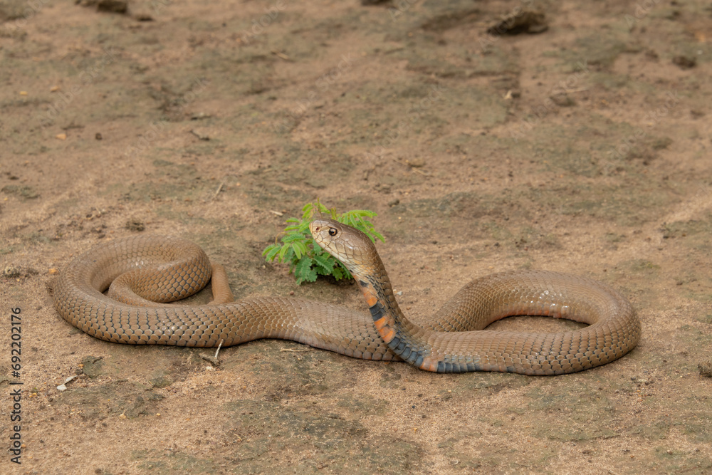 Obraz premium A deadly Mozambique Spitting Cobra (Naja mossambica) displaying its defensive hood in the wild