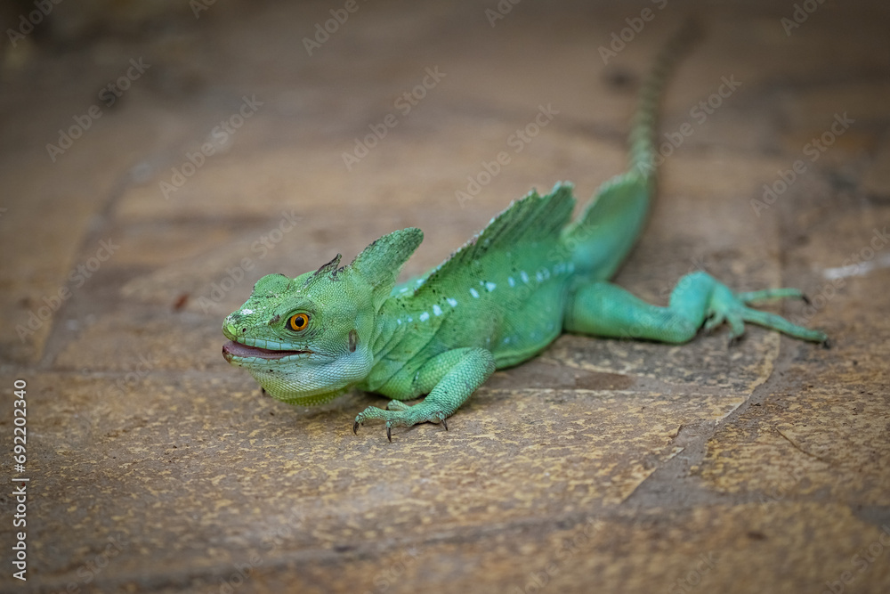 Plumed basilisk (Basiliscus plumifrons) walking on the concrete floor Plumed basilisk (Basiliscus plumifrons) walking on the concrete floor