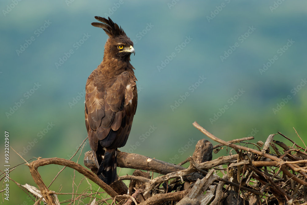 Long-crested eagle - Lophaetus occipitalis African bird of prey in family Accipitridae, dark brown bird with long shaggy crest sitting on the branch, forest edges and moist woodland in Uganda Africa - obrazy, fototapety, plakaty 